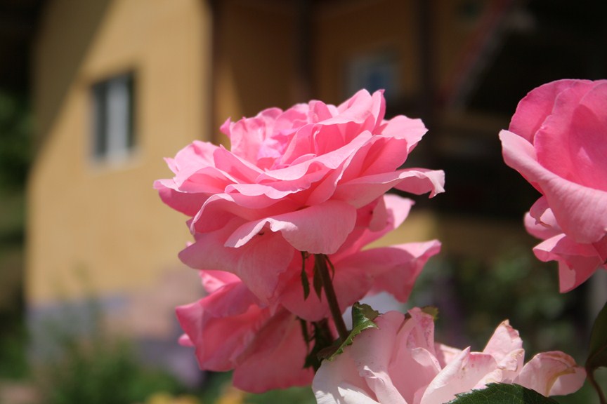 Trandafiri roz